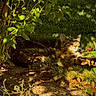 animal, bush, cat, dappled_light, daylight, feline, garden, grass, greenery, leaves, nature, outdoor, pet, plant, relaxing, resting, shadow, sunlight, tabby_cat, wildlife