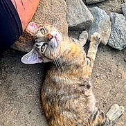 Milagro joined the competition — help win amazing prizes! cat, tabby_cat, animal, pet, outdoor, rocks, dirt, fur, whiskers, tattoo, arm, sunlight, relaxing, curious, nature, closeup, looking_up, ground, resting, mammal