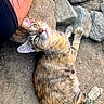 Milagro joined the competition — help win amazing prizes! cat, tabby_cat, animal, pet, outdoor, rocks, dirt, fur, whiskers, tattoo, arm, sunlight, relaxing, curious, nature, closeup, looking_up, ground, resting, mammal