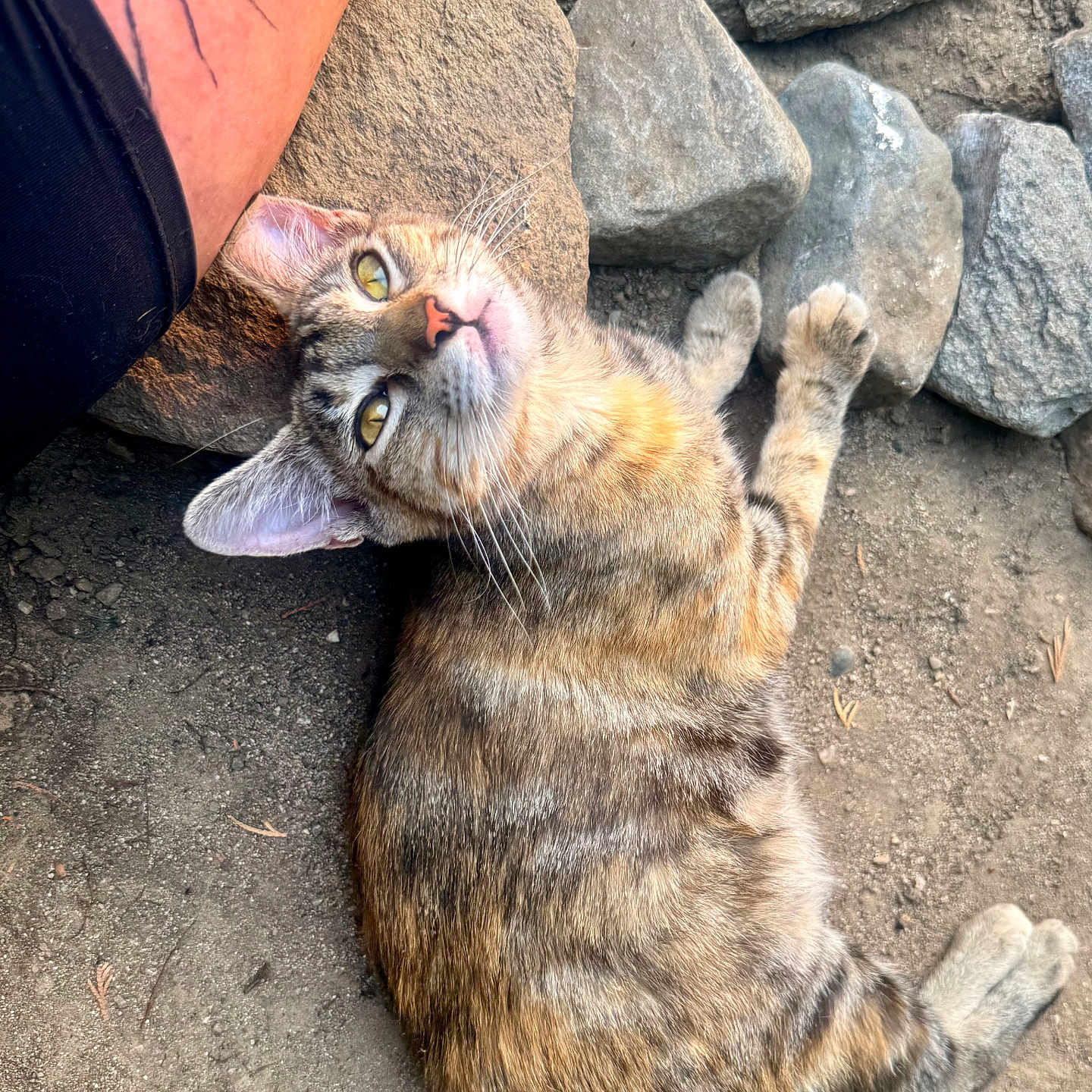 Milagro joined the competition — help win amazing prizes! cat, tabby_cat, animal, pet, outdoor, rocks, dirt, fur, whiskers, tattoo, arm, sunlight, relaxing, curious, nature, closeup, looking_up, ground, resting, mammal