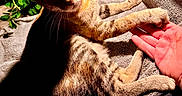 Milagro is registered to the contest to win money with this photo: animal, blanket, cat, closeup, cozy, curious, fur, green_leaves, hand, human, intimate, night, outdoor, paw, pet, resting, shadow, tabby_cat, texture, whiskers