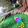 animal, bushes, cat, colorful_toy, feline, garden, grass, greenery, nature, outdoor, peaceful, pet, playful, relaxing, sleeping, summer, sunlight, tabby_cat, toy_mouse, trees