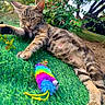 animal, cat, closeup, daytime, feather_toy, feline, garden, grass, greenery, grooming, leaves, mammal, nature, outdoor, pet, playful, relaxed, sunlight, tabby, toy