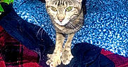 Milagro is registered to the contest to win money with this photo: cat, tabby, animal, pet, blanket, knitted_blanket, plaid_blanket, stretching, whiskers, nighttime, indoor, cozy, fur, paws, eyes, curious, dark_background, texture, fabric, comfort