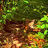 Milagro joined the competition — help win amazing prizes! animal, bush, cat, daylight, feline, garden, grass, greenery, leaves, nature, outdoor, pet, plants, relaxed, resting, shade, sunlight, sunshine, tabby_cat, wildlife