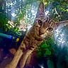 Milagro joined the competition — help win amazing prizes! cat, tabby, closeup, outdoor, greenery, foliage, sunlight, whiskers, curious, animal, pet, nature, plant, daylight, mammal, portrait, wide_eyes, fur, close, exploration