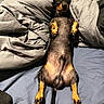 dog, dachshund, pet, lying_down, bed, blanket, cozy, relaxed, fur, paw, canine, indoor, sleepy, cute, animal, resting, muzzle, ears, tail, comfort