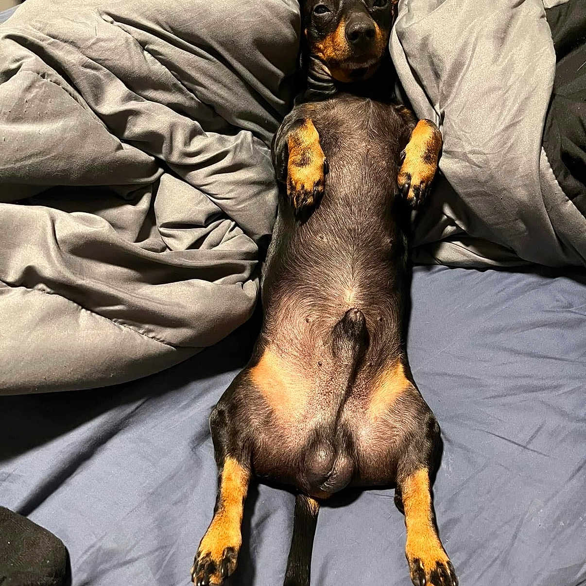 Buster