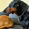 Buster is registered to the contest to win money with this photo: animal, black_and_tan, close_up, companion, couch, cross_pendant, cute, dachshund, dog, domestic_animal, fur, furniture, gold_chain, indoor, pet, resting, seated, side_profile, tail, two_dogs