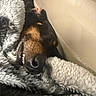dog, blanket, sleeping, snuggling, cozy, fur, nose, teeth, leather, closeup, face, pet, animal, relaxed, brown, black, indoor, comfort, cute, resting
