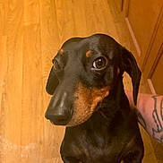 Buster is registered to the contest to win money with this photo: animal, black_and_tan, cabinet, canine, close_up, companion, curious, dachshund, dog, domestic_animal, flooring, friendly, household, indoor, looking_up, paw, pet, portrait, tattoo, wooden_floor