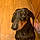 Buster