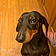 Buster