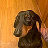 animal, black_and_tan, cabinet, canine, close_up, companion, curious, dachshund, dog, domestic_animal, flooring, friendly, household, indoor, looking_up, paw, pet, portrait, tattoo, wooden_floor