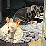 Buster joined the competition — help win amazing prizes! dog, pet, sunlight, blanket, indoors, relaxing, small_dog, chihuahua, dachshund, fur, ears, snout, shadow, floor, comfort, resting, companion, cozy, animal, nap