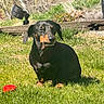 Buster joined the competition — help win amazing prizes! dog, dachshund, grass, outdoor, sunlight, pet, black_and_tan, small_dog, garden, wood, lamp, greenery, nature, animal, sitting, sunny, yard, red_object, cute, canine