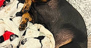 Buster is registered to the contest to win money with this photo: dog, dachshund, sleeping, blanket, couch, cozy, pet, fur, paw, tongue, resting, indoor, animal, cute, snuggle, relaxation, comfort, black, brown, soft