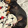 dog, dachshund, sleeping, blanket, couch, cozy, pet, fur, paw, tongue, resting, indoor, animal, cute, snuggle, relaxation, comfort, black, brown, soft