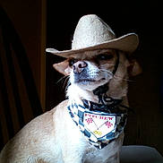 Hachi joined the competition — help win amazing prizes! dog, cowboy_hat, bandana, pet, indoor, portrait, light_and_shadow, animal, cute, brown_fur, small_dog, accessory, costume, face, expression, furniture, chair, collar, leash, pet_portrait