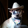 dog, cowboy_hat, bandana, pet, indoor, portrait, light_and_shadow, animal, cute, brown_fur, small_dog, accessory, costume, face, expression, furniture, chair, collar, leash, pet_portrait