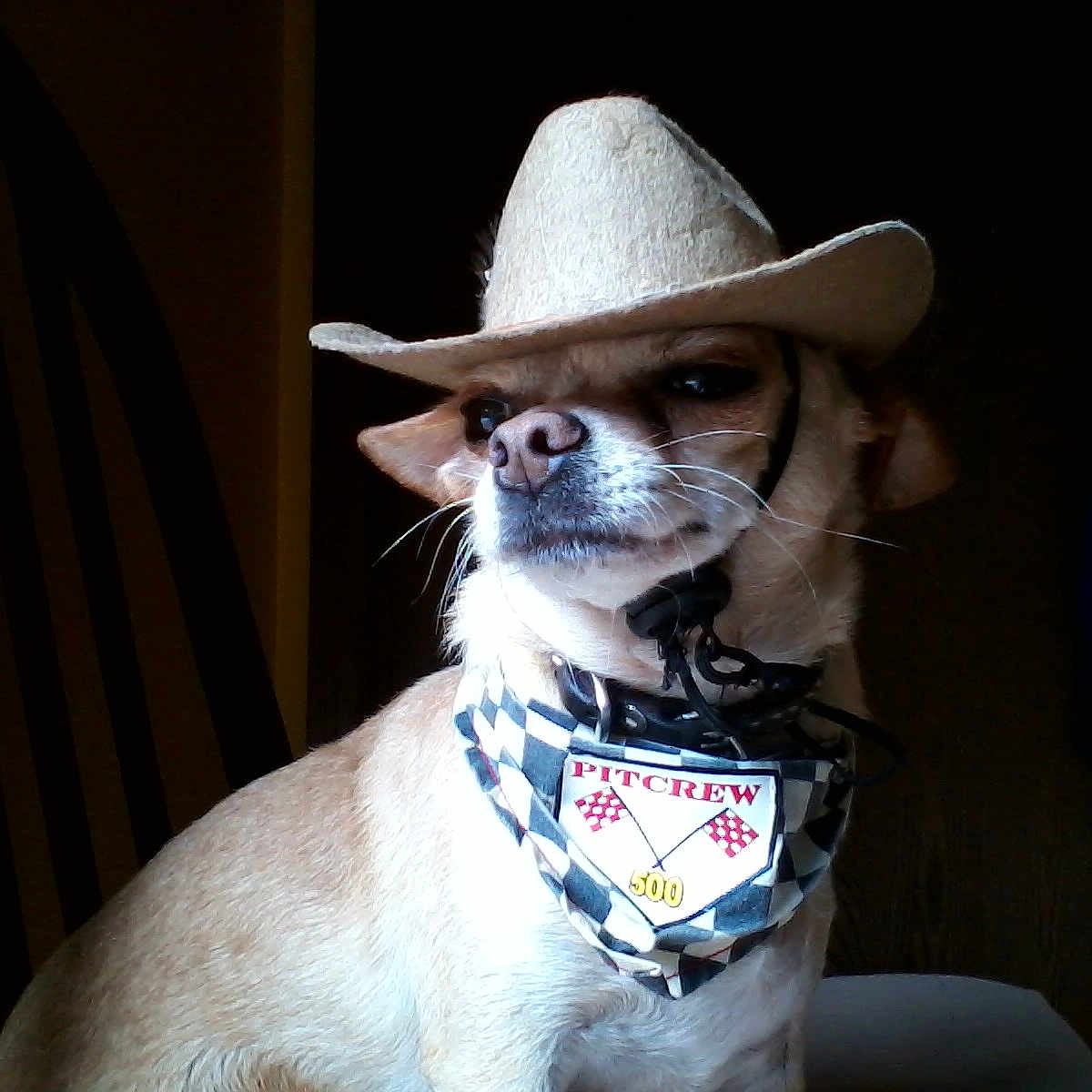 Hachi joined the competition — help win amazing prizes! dog, cowboy_hat, bandana, pet, indoor, portrait, light_and_shadow, animal, cute, brown_fur, small_dog, accessory, costume, face, expression, furniture, chair, collar, leash, pet_portrait