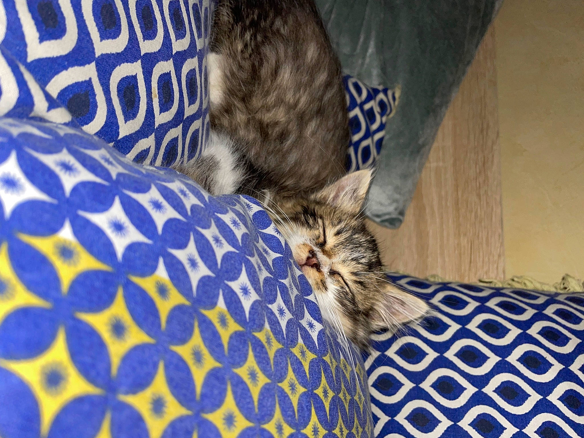 Loocky participe au concours pour gagner de l'argent avec cette photo : carnivore, cat, comfort, couch, domestic_short_haired_cat, electric_blue, felidae, flooring, fur, grey, linens, pattern, small_to_medium_sized_cats, snout, tail, terrestrial_animal, textile, whiskers, wildlife, wood