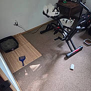 Aj And Oreo is registered to the contest to win money with this photo: cat, indoor, exercise_bike, litter_box, carpet, black_and_white, pet, animal, furniture, toy, bowl, shadow, window_light, cord, wooden_table, plush_toy, floor_mat, small_room, pet_accessory, relaxed
