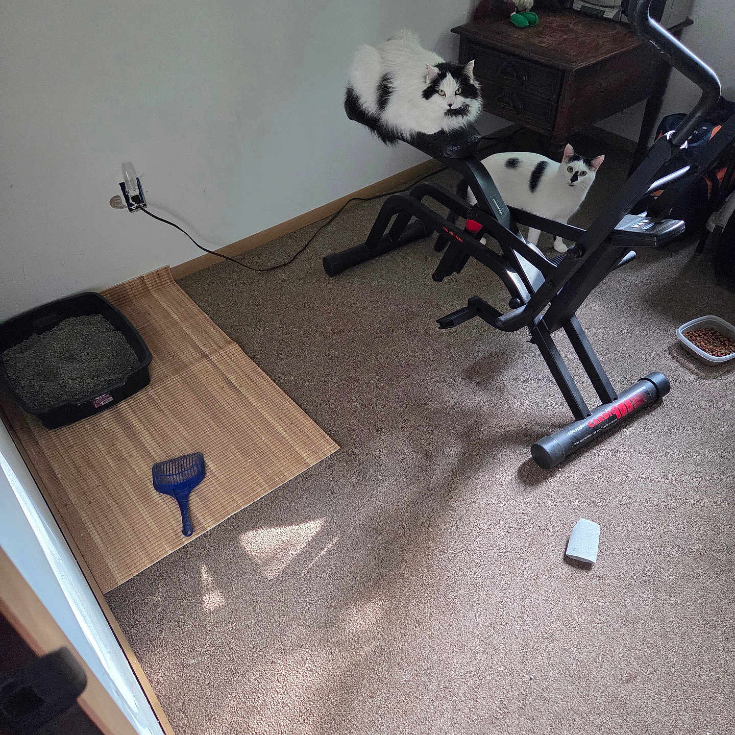 Aj And Oreo is registered to the contest to win money with this photo: animal, black_and_white, bowl, carpet, cat, cord, exercise_bike, floor_mat, furniture, indoor, litter_box, pet, pet_accessory, plush_toy, relaxed, shadow, small_room, toy, window_light, wooden_table