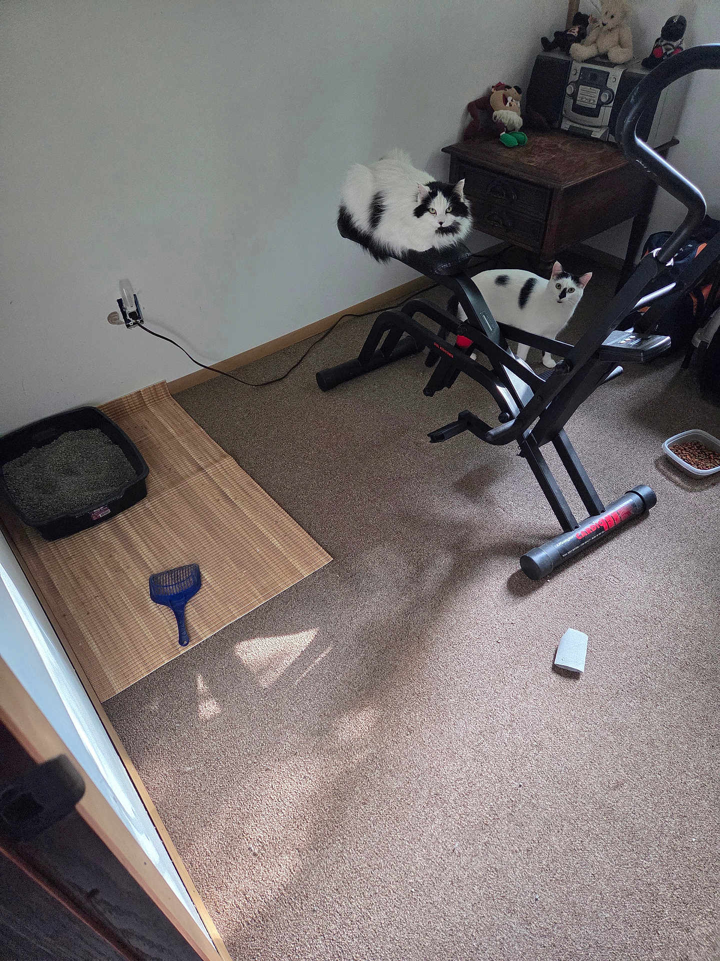Aj And Oreo is registered to the contest to win money with this photo: cat, indoor, exercise_bike, litter_box, carpet, black_and_white, pet, animal, furniture, toy, bowl, shadow, window_light, cord, wooden_table, plush_toy, floor_mat, small_room, pet_accessory, relaxed