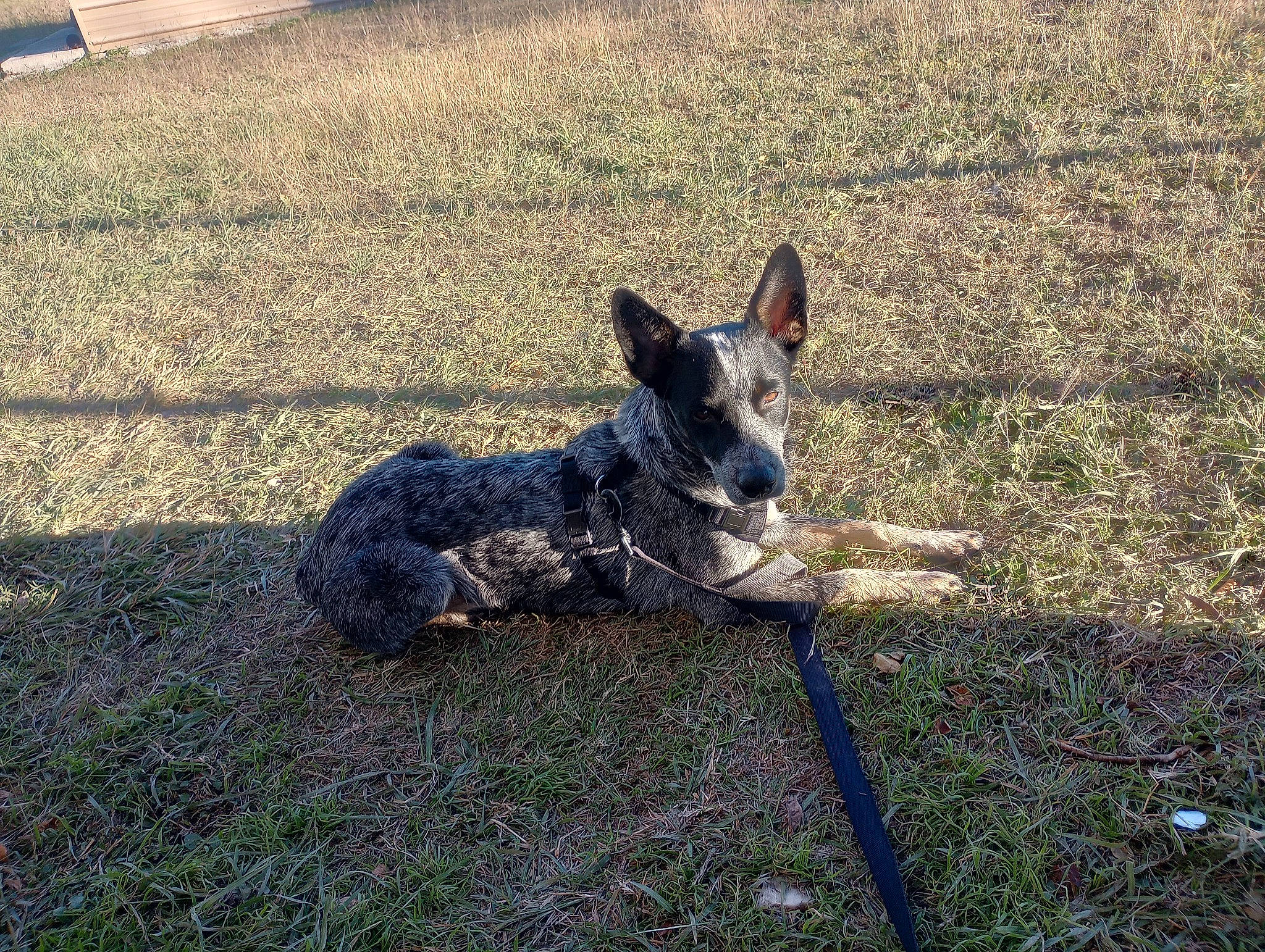 Pick joined the competition — help win amazing prizes! australian_cattle_dog, australian_stumpy_tail_cattle_dog, canidae, carnivore, collar, companion_dog, dog, dog_breed, fawn, grass, herding_dog, non_sporting_group, shadow, snout, soil, sporting_group, tail, terrestrial_animal, whiskers, working_dog