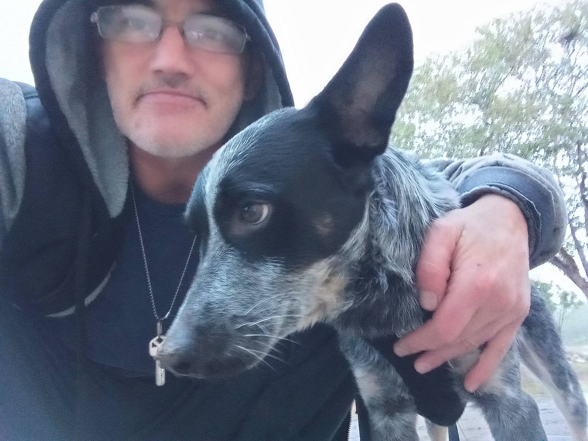 Pick is registered to the contest to win money with this photo: canidae, carnivore, companion_dog, dog, dog_breed, ear, eyewear, fawn, fur, glasses, guard_dog, non_sporting_group, sky, snout, sporting_group, texas_heeler, travel, whiskers, working_animal, working_dog