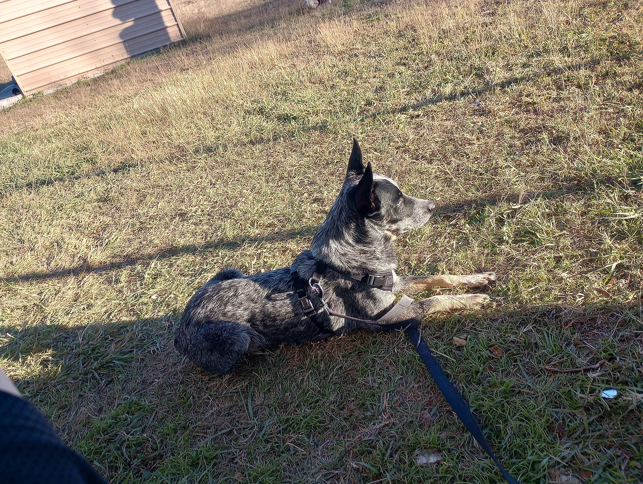 Pick joined the competition — help win amazing prizes! asphalt, automotive_tire, canidae, dog, dog_breed, grass, herding_dog, landscape, metal, road, road_surface, shadow, sidewalk, snout, soil, sporting_group, tail, tints_and_shades, trunk, wood