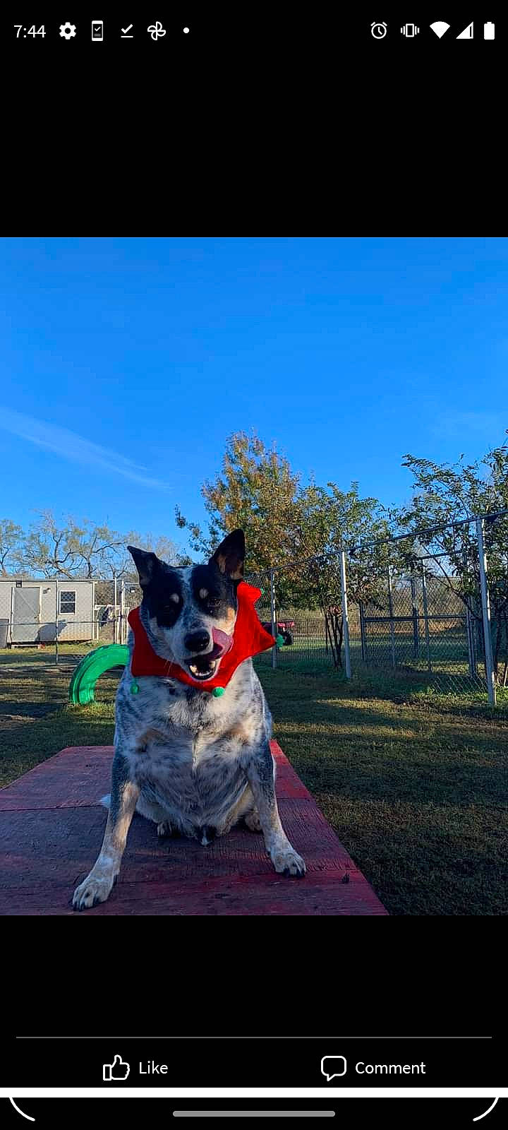 Zip is registered to the contest to win money with this photo: canidae, carnivore, companion_dog, dog, dog_breed, dog_collar, dog_supply, fawn, grass, leisure, plant, recreation, rectangle, sky, snout, sporting_group, tail, tree, window, working_dog