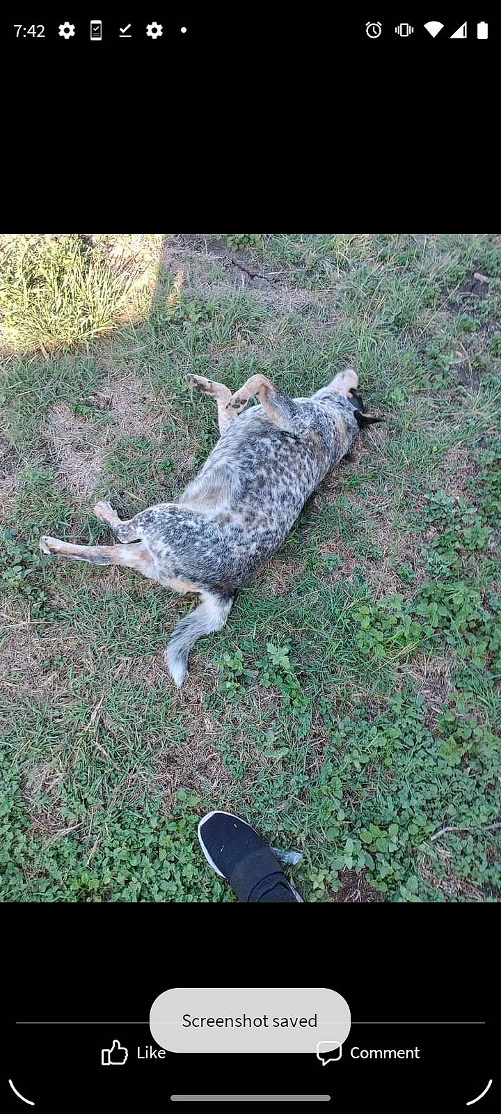 Zip joined the competition — help win amazing prizes! canidae, cat, dog_breed, domestic_short_haired_cat, felidae, flip_flops, foot, fur, grass, groundcover, human_leg, sandal, small_to_medium_sized_cats, soil, sporting_group, tail, terrestrial_animal, walking_shoe, wildlife