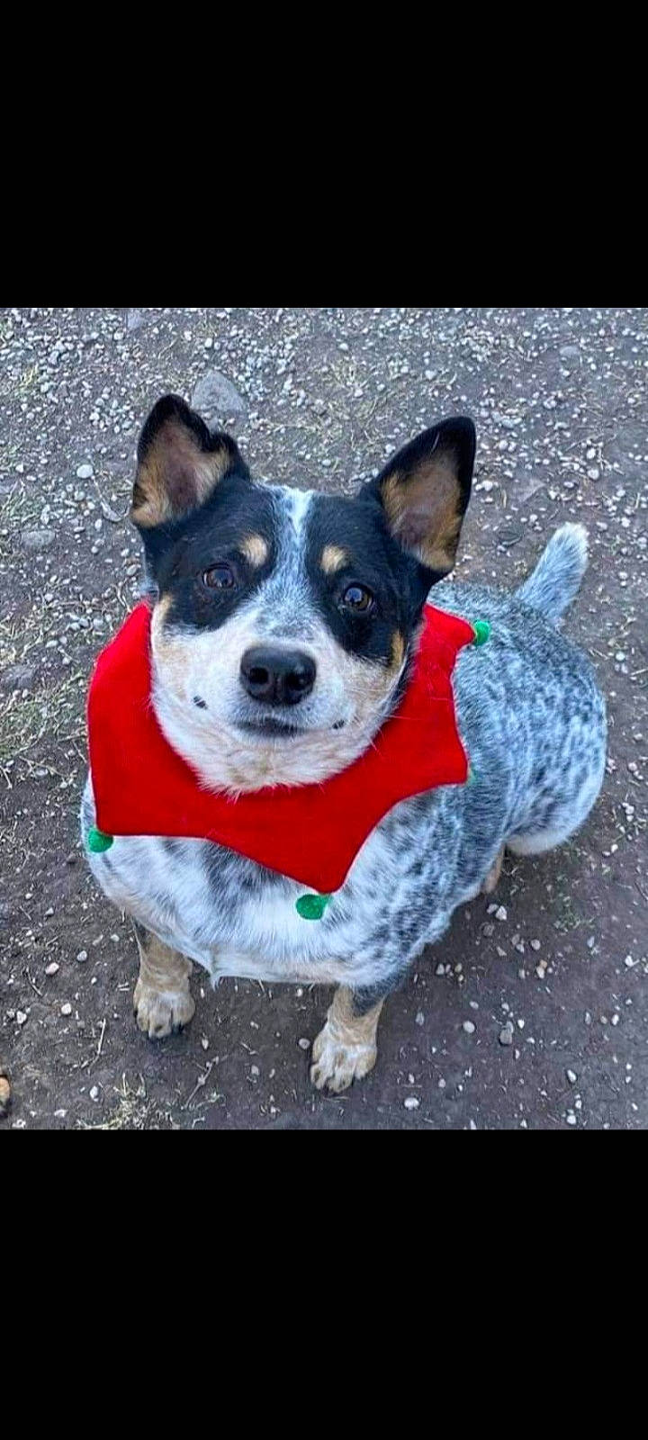 Zip is registered to the contest to win money with this photo: canidae, carnivore, collar, companion_dog, dog, dog_breed, dog_clothes, dog_collar, dog_supply, fashion_accessory, fur, leash, pattern, plant, road_surface, snout, sporting_group, tail, whiskers, working_animal