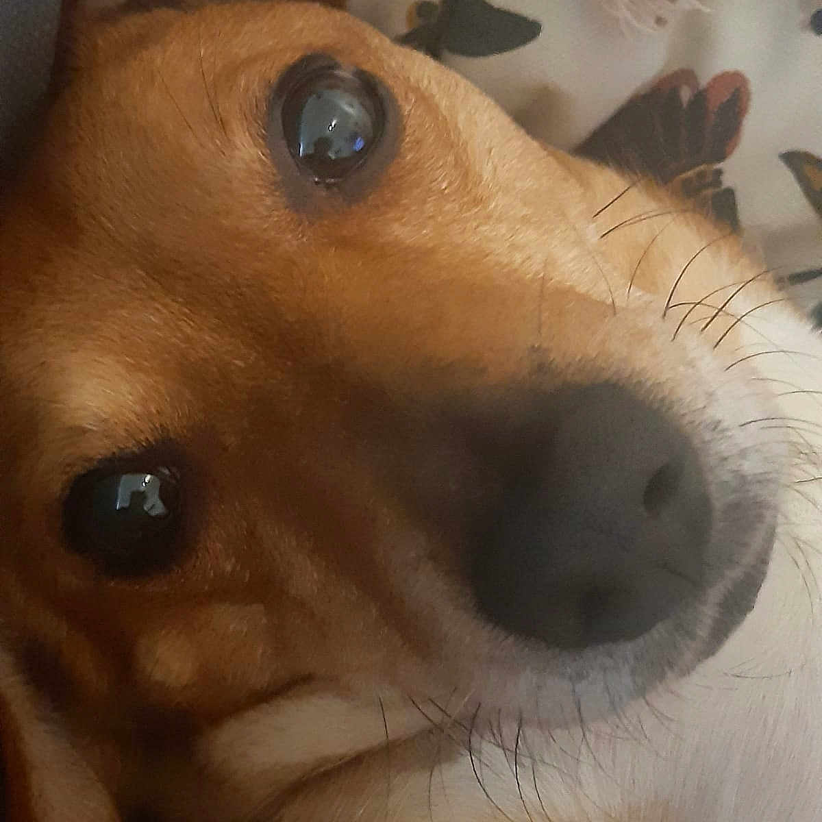 Bella