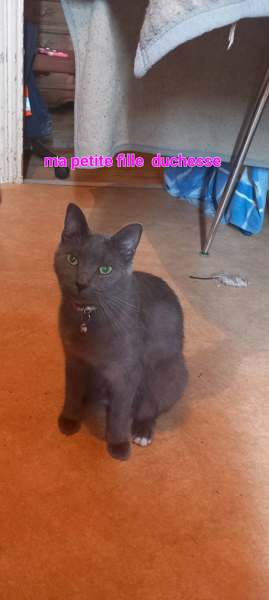 Duchesse a rejoint le concours — aidez-le/la à gagner de superbes lots ! black_cat, bombay, carnivore, cat, domestic_short_haired_cat, electric_blue, eye, felidae, flooring, fur, grey, hardwood, paw, photo_caption, small_to_medium_sized_cats, snout, tail, terrestrial_animal, whiskers, wood