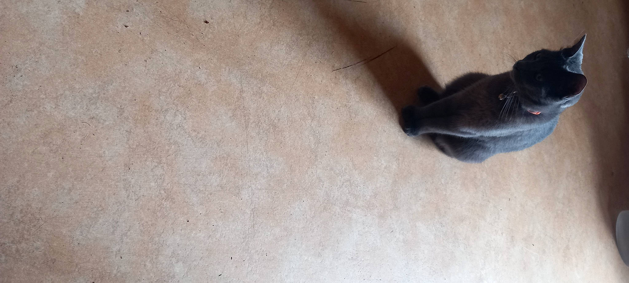 Duchesse a rejoint le concours — aidez-le/la à gagner de superbes lots ! ankle, concrete, dog_breed, floor, flooring, foot, fur, grey, hardwood, human_leg, jeans, outdoor_shoe, paw, plywood, road_surface, shadow, sporting_group, tail, whiskers, wood