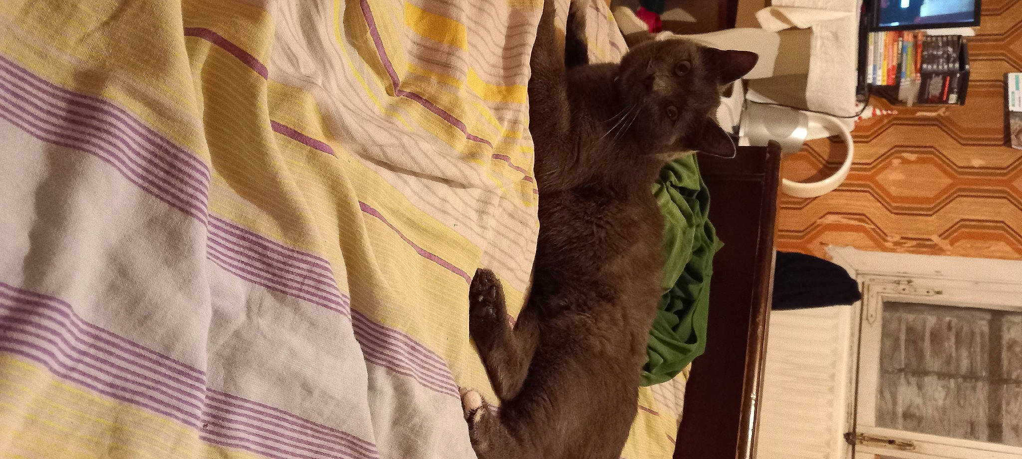 Duchesse participe au concours pour gagner de l'argent avec cette photo : black_cat, canidae, carnivore, cat, cat_supply, comfort, dog_breed, domestic_short_haired_cat, fawn, felidae, fur, linens, pattern, small_to_medium_sized_cats, snout, sporting_group, tail, terrestrial_animal, whiskers, wood