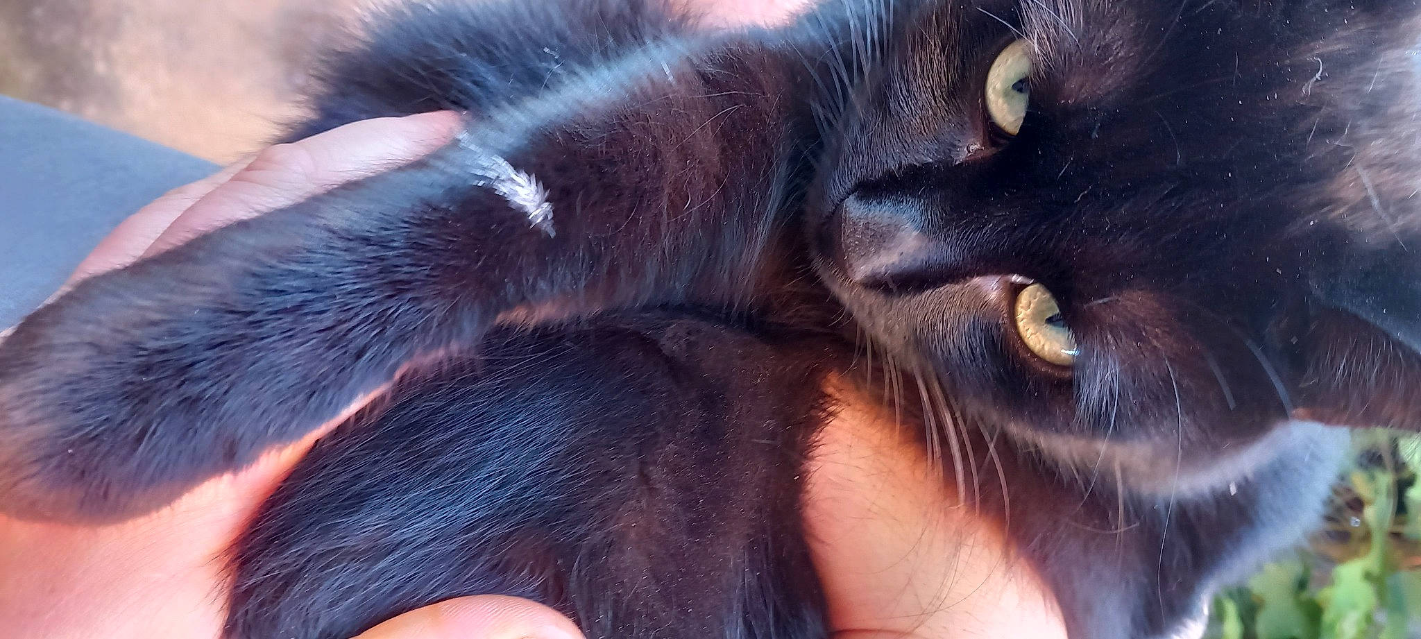 Princesse participe au concours pour gagner de l'argent avec cette photo : carnivore, cat, close_up, dog_breed, electric_blue, fur, liver, photography, snout, terrestrial_animal, whiskers, working_animal