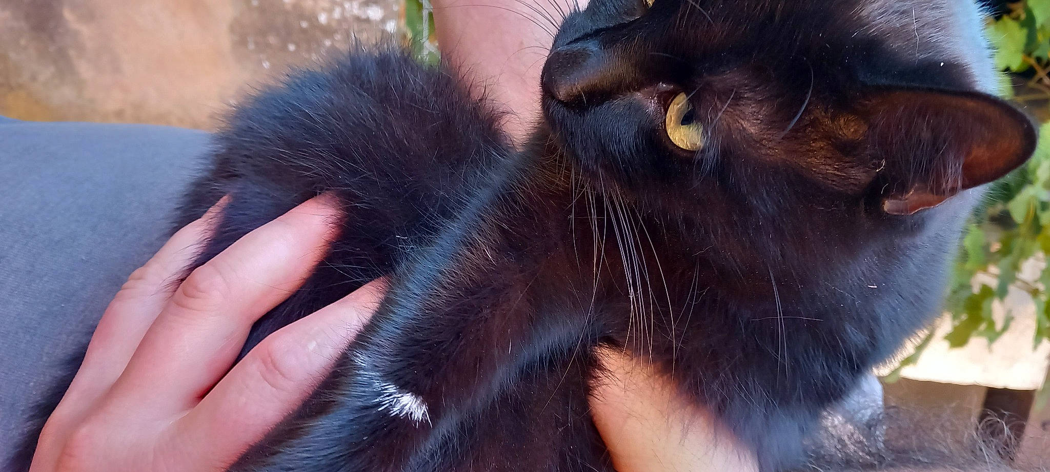 Princesse a rejoint le concours — aidez-le/la à gagner de superbes lots ! carnivore, cat, claw, close_up, domestic_short_haired_cat, ear, electric_blue, eye, felidae, foot, fur, gesture, paw, small_to_medium_sized_cats, snout, tail, terrestrial_animal, whiskers, wildlife