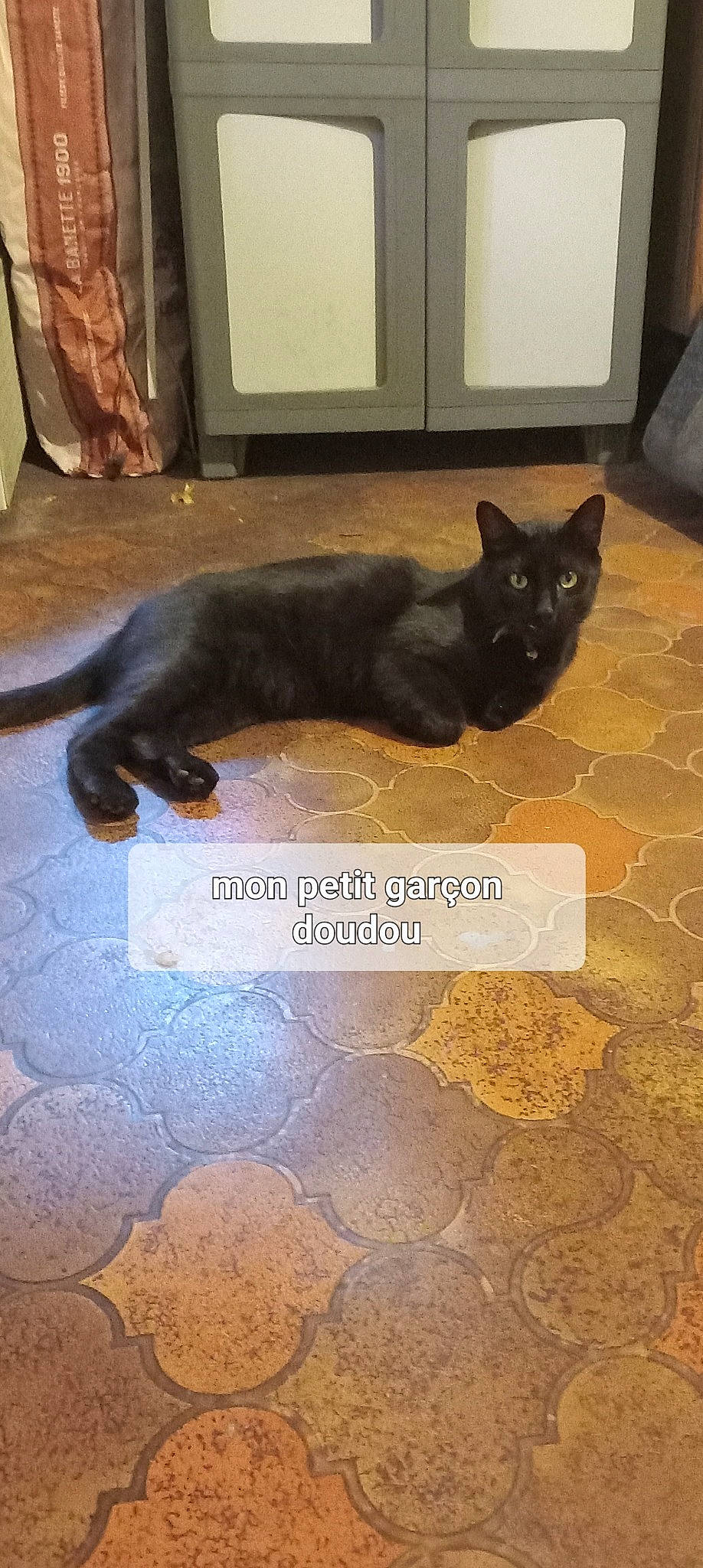 Doudou a rejoint le concours — aidez-le/la à gagner de superbes lots ! black_cat, bombay, carnivore, cat, domestic_short_haired_cat, felidae, floor, flooring, font, fur, paw, small_to_medium_sized_cats, snout, tail, terrestrial_animal, whiskers, wood