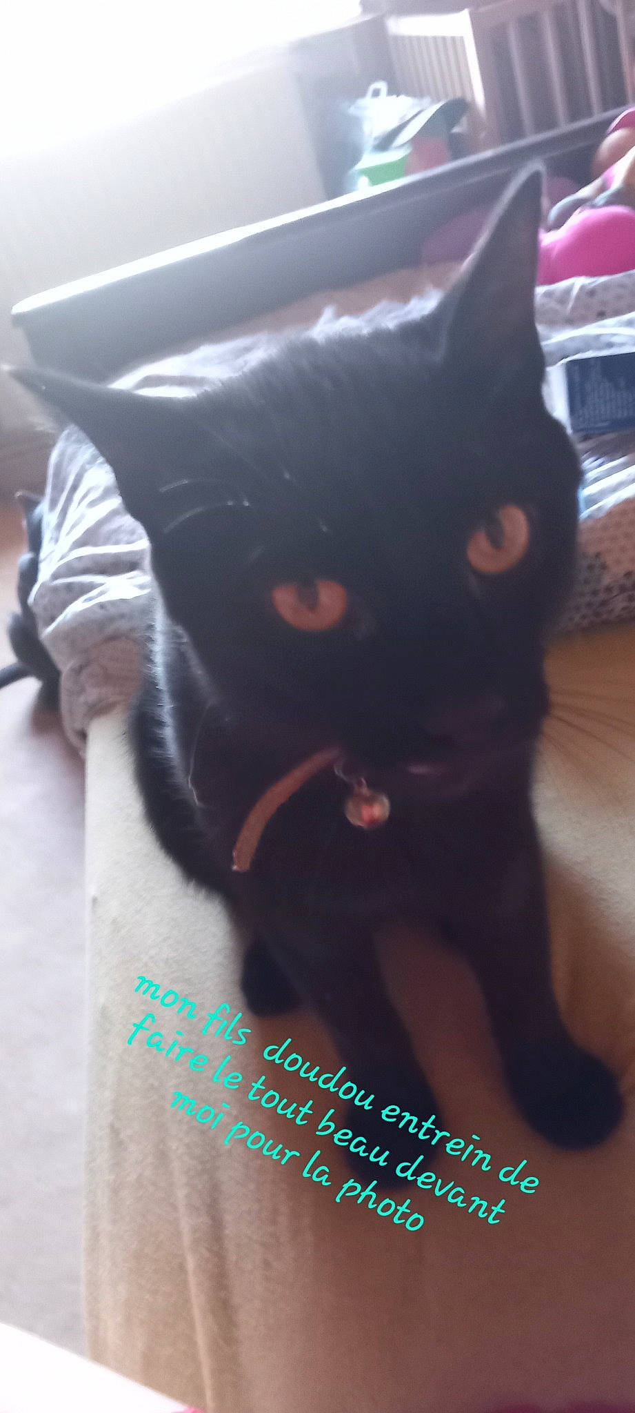 Doudou a rejoint le concours — aidez-le/la à gagner de superbes lots ! black_cat, bombay, carnivore, cat, claw, domestic_short_haired_cat, eye, felidae, font, fur, gesture, head, paw, photo_caption, small_to_medium_sized_cats, snout, tail, terrestrial_animal, whiskers