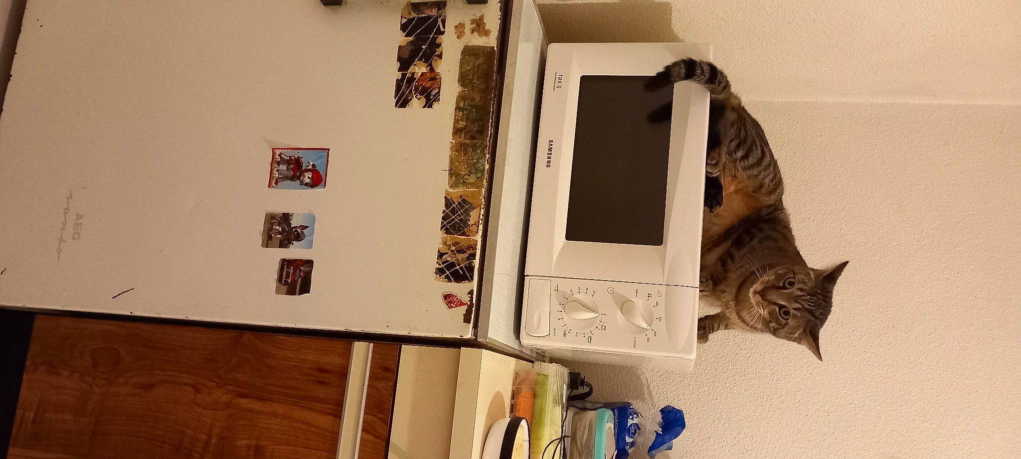 Bobby participe au concours pour gagner de l'argent avec cette photo : art, cat, collection, computer, domestic_short_haired_cat, felidae, fur, gadget, house, machine, paper, paper_product, room, shelf, shelving, small_to_medium_sized_cats, tree, visual_arts, whiskers, wood