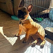Tazzy is registered to the contest to win money with this photo: french_bulldog, puppy, dog, pet, playpen, cage, sunlight, shadow, wooden_floor, collar, ears, indoor, furniture, couch, flooring, cute, animal, young, sitting, looking