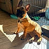 french_bulldog, puppy, dog, pet, playpen, cage, sunlight, shadow, wooden_floor, collar, ears, indoor, furniture, couch, flooring, cute, animal, young, sitting, looking
