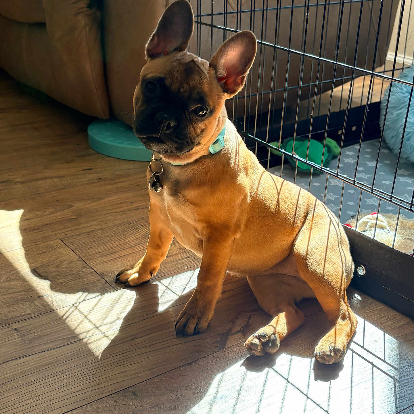 Tazzy is registered to the contest to win money with this photo: french_bulldog, puppy, dog, pet, playpen, cage, sunlight, shadow, wooden_floor, collar, ears, indoor, furniture, couch, flooring, cute, animal, young, sitting, looking