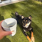 Asuna participe au concours pour gagner de l'argent avec cette photo : alert, black_and_tan_dog, chew_toy, coffee_cup, dog, ears, garden, grass, hand, lawn, leaves, outdoor, patio, pet, portrait, shadows, sitting, sliding_doors, sunlight, tail