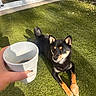 alert, black_and_tan_dog, chew_toy, coffee_cup, dog, ears, garden, grass, hand, lawn, leaves, outdoor, patio, pet, portrait, shadows, sitting, sliding_doors, sunlight, tail