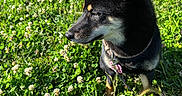 Asuna participe au concours pour gagner de l'argent avec cette photo : animal_portrait, black_and_tan, canine, clover, collar, dog, flowers, grass, greenery, leash, meadow, nature, outdoor, pet, pointed_ears, profile, shiba_inu, short_fur, sitting, sunlight